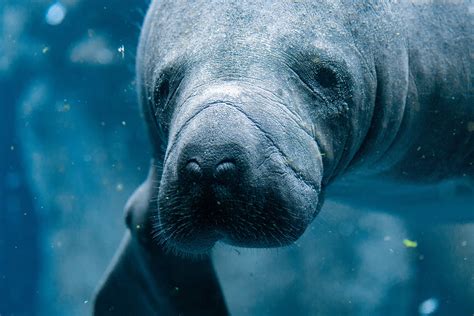 Marine mammals may be defenseless against certain pesticides - Earth.com