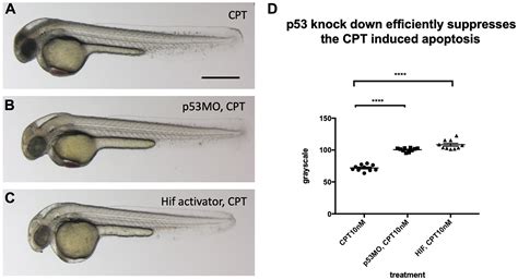 Investigation of the role of VHL-HIF signaling in DNA repair and ...