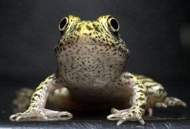 Dusky gopher frog habitat designated in St. Tammany Parish | Most ...