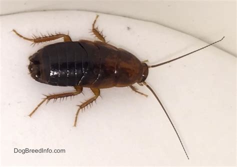 What Does A Water Roach Look Like | Roach | cockroach | Insect