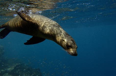 Galapagos Sea Lion Swimming Ecuador Photograph by Pete Oxford - Fine ...