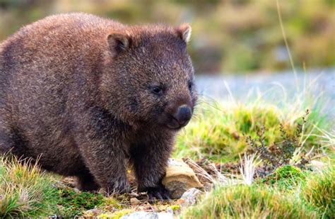 Wombat - Description, Habitat, Image, Diet, and Interesting Facts