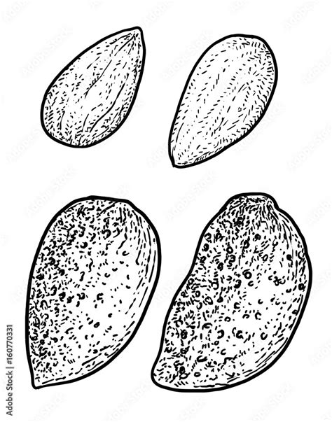 Almond illustration, drawing, engraving, ink, line art, vector Stock ...