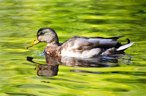 Duck Free Stock Photo - Public Domain Pictures