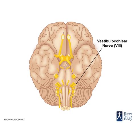 Vestibulocochlear Nerve - Function, Location, Anatomy and FAQs