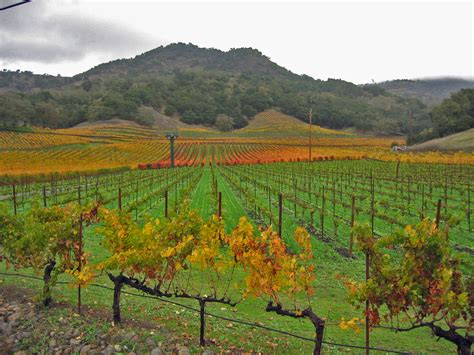 Bach to Bacchus: Napa Valley Vineyards in Autumn Photos