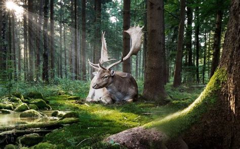 Irish elk (Megaloceros giganteus) | DinoAnimals.com