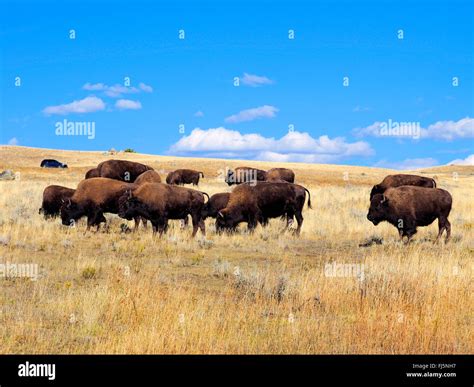 American bison, buffalo (Bison bison), herd of buffalos, USA Stock ...