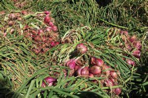 When and How to Harvest Shallots | Gardener’s Path