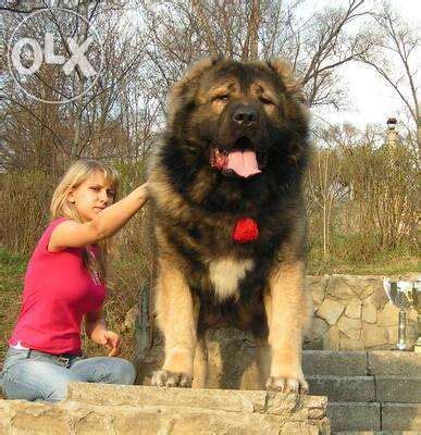 Russian bear dog, Large dog breeds, Bear dog