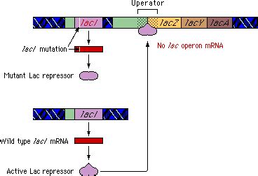 lac Operon: Self-Quiz | Biology units, Ap biology, Science classroom