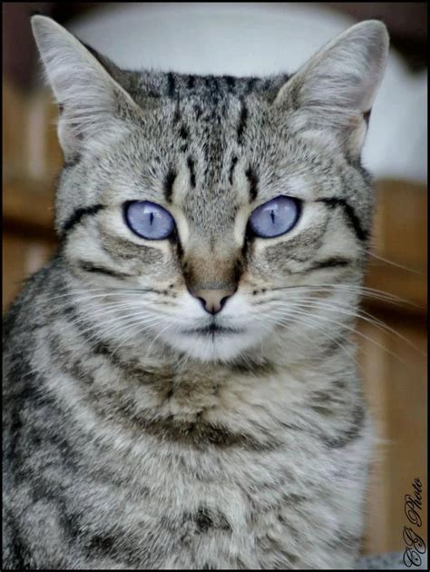 Kitty with purple eyes | Cute cats, Beautiful cats, Cute cats and kittens