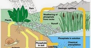 Siklus Fosfor ~ Merah Arkaan DialyPost