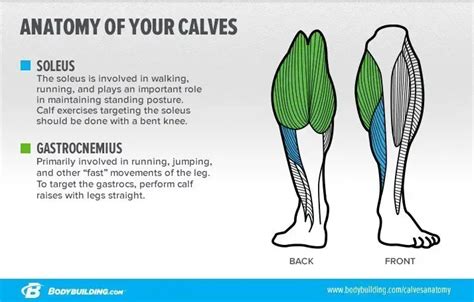 How to Build Awesome Calves