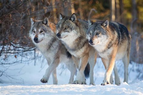 Are There Wolves in Texas? Discover Their History in the State - AZ Animals