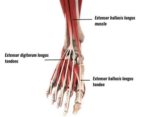 Exercises For Extensor Tendonitis In Foot - Exercise Poster