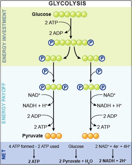 Image result for glycolysis products | Biochemistry, Biochemistry notes ...