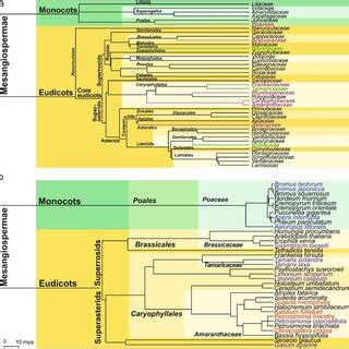 Phylogenetic tree of Magnoliophyta: (a) families growing in the western ...