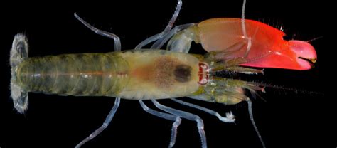 The Powerful Pistol Shrimp | Critter Science