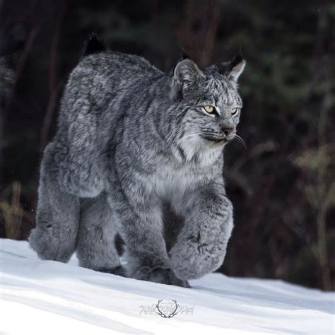 Meet The Canada Lynx Cat With Paws As Big As A Human Hand | Animals ...