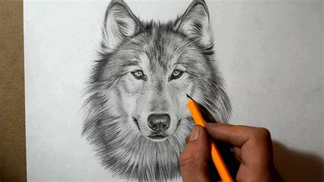 Pin by Tina (aka: Yve) on 2016 LBVD Art Tutorials | Wolf face drawing ...