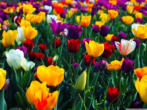 Colorful Flowers Ultra HD Desktop Background Wallpaper for : Multi ...