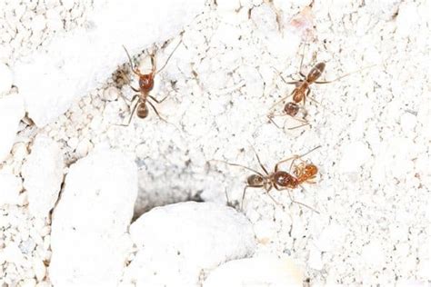 6 Common Types of Ants in Texas (Pictures) - Wildlife Informer