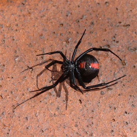 Venomous redback spiders zero in on Tokyo | South China Morning Post