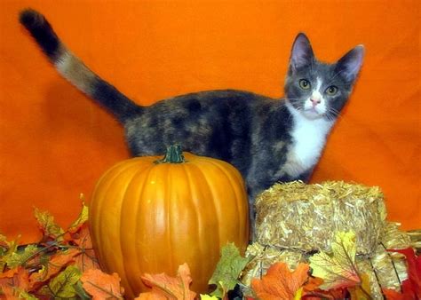 Cat for the best Pumpkin, fall season, autumn, halloween, colors, love ...