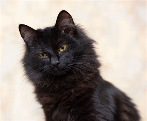 21 Black Cat Breeds with Beautiful Black Coats (With Pictures) - Pet Keen