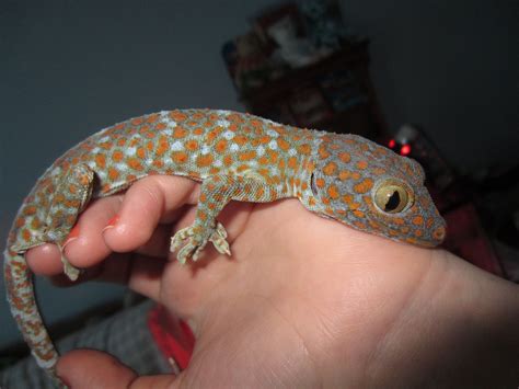 Tokay Gecko Facts and Pictures