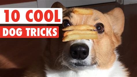 10 Cool Dog Tricks – 1Funny.com