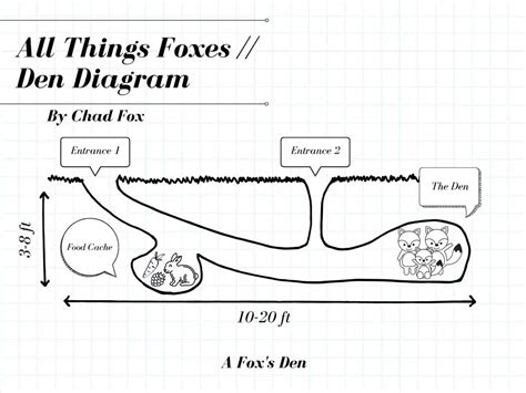 Fox Dens | All You Need To Know - All Things Foxes