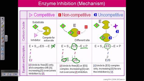 Enzyme inhibition - YouTube