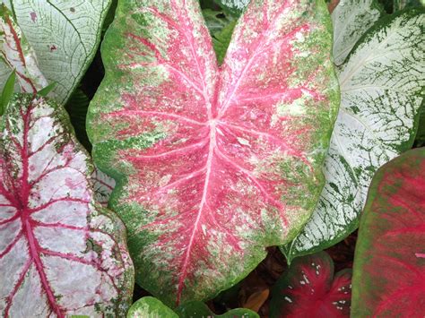 A sneak peak of new hybrid Caladium varieties that are not yet ...