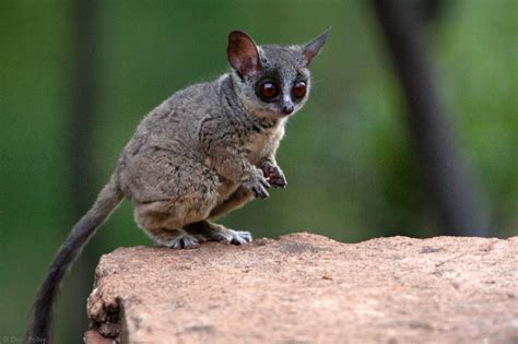 Bushbabies – The Southern Lesser Galago | Nocturnal animals, Pet market ...