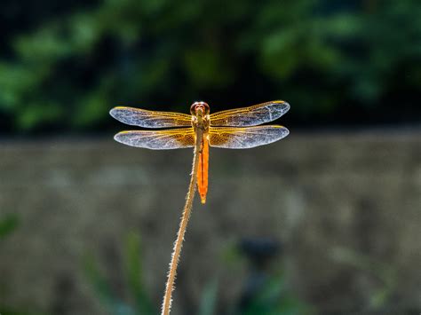 Orange Dragonfly Free Stock Photo - Public Domain Pictures