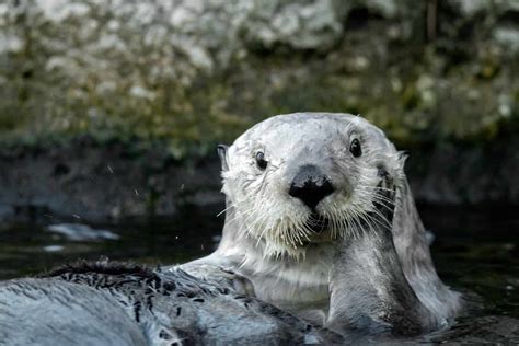 Sea Otter Habitat: Ultimate Guide - MarinePatch