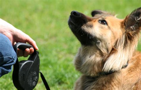 Dog Training Tips: 7 Essential Commands to Teach Your New Dog