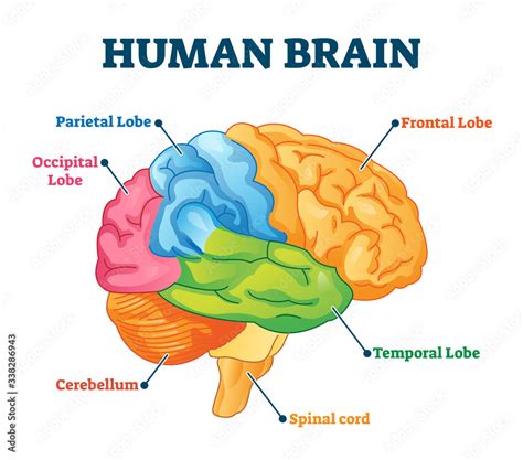 Human brain vector illustration. Labeled anatomical educational parts ...