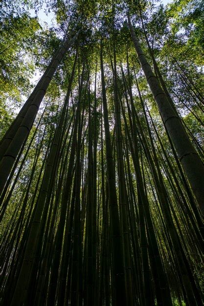 Premium Photo | Bamboo forest in kyoto