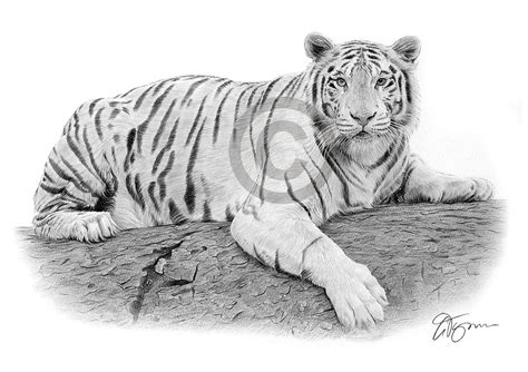 Pencil drawing of a white Bengal tiger by UK artist Gary Tymon