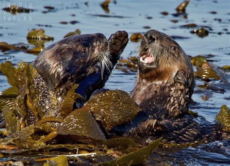 Sea Otters at Play in Monterey Bay – Ingrid Taylar Foto