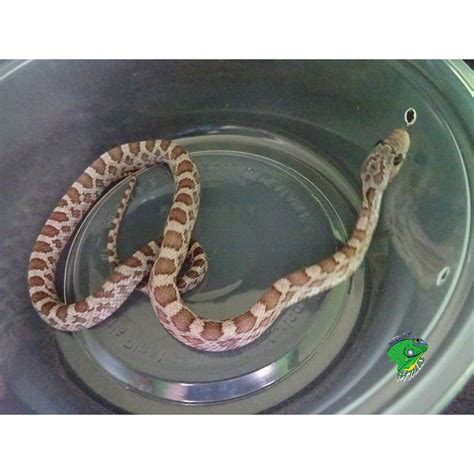 Amber Cinder Corn Snake - baby - Strictly Reptiles Inc.