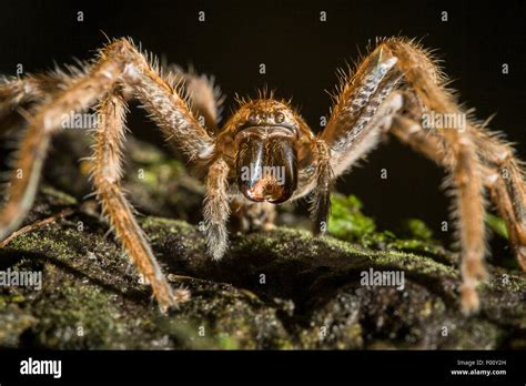 Front view of a large spider. Fangs are clearly visible Stock Photo - Alamy