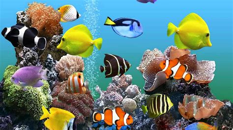 Live Aquarium Wallpapers - Top Free Live Aquarium Backgrounds ...