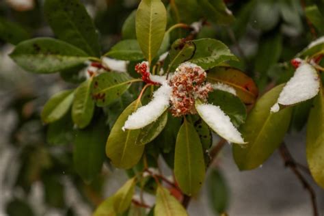 5 Common Photinia Growing Problems | Horticulture.co.uk