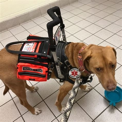 Adele Espy added a photo of their purchase | Service dogs gear, Service ...