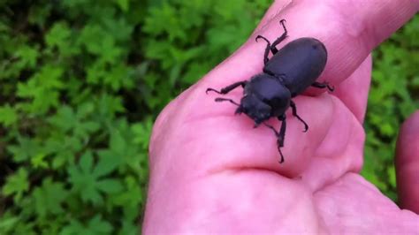 Bitten by a Japanese Beetle - YouTube