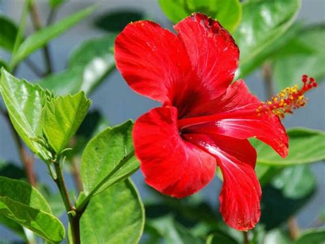 Chinese hibiscus. .. | BEAUTIFUL FLOWERS N ROSES